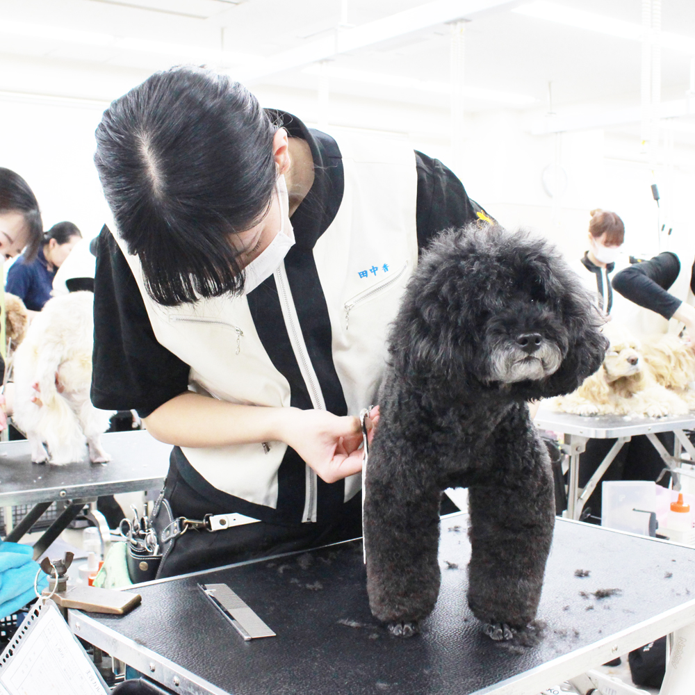 ２年生はお客様犬のトリミング！